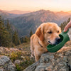 Senderismo con perro: Todo lo que debes saber sobre su hidratación.